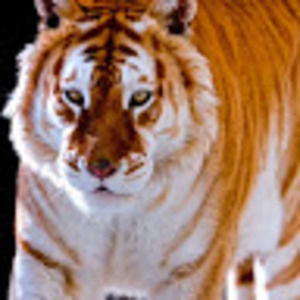 Meet your Posher, Dominick